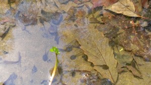 最近とっても騒がしいんです-おたまじゃくし