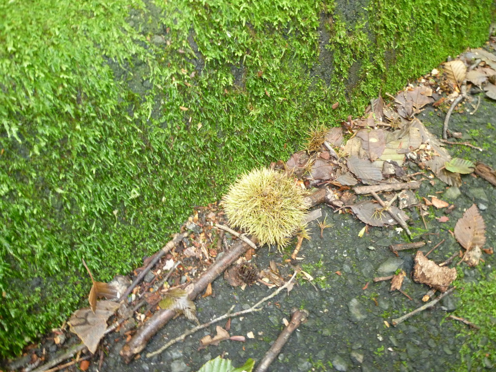 P1020568