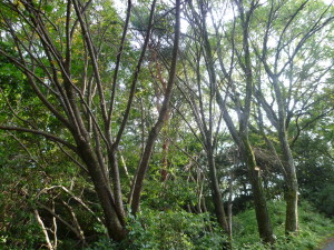 晩夏の森