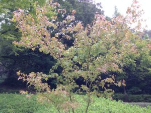 うっすら色づき始めています。