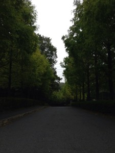 アイアイランド　並木道