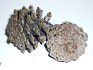 P1050168