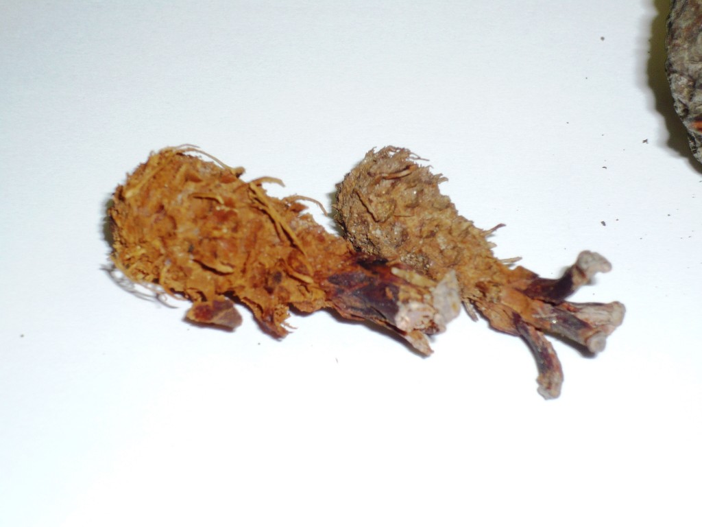 P1050170