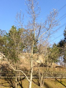 芽を付け始めました。