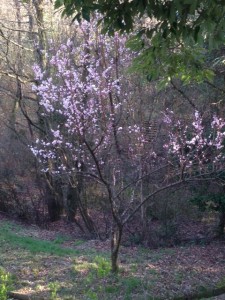 花が咲きました。