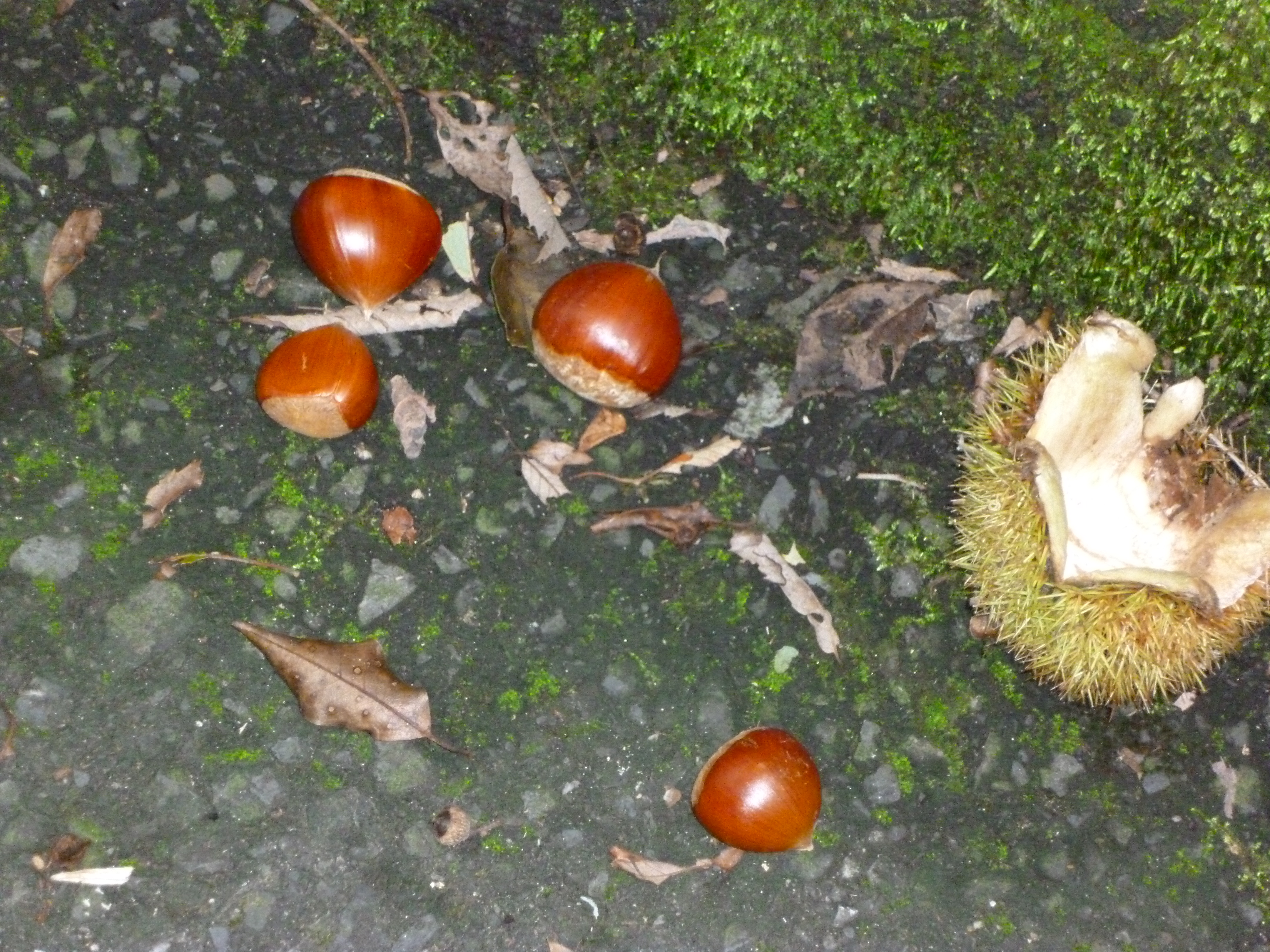 P1040610