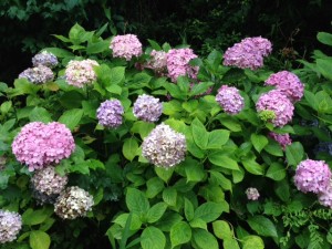 色とりどりの紫陽花