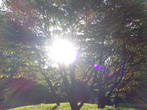 木漏れ日