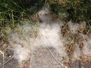 綿毛の固まり